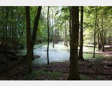 Ein dichter Wald mit stehenden Bäumen umgibt eine sumpfige, von grünem Pflanzenbewuchs bedeckte Wasserfläche. Sonnenlicht fällt durch die Baumkronen und beleuchtet die Lichtungen im Hintergrund.