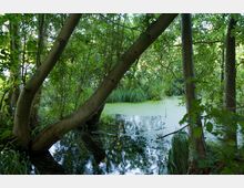 Ein dichter Wald mit einem kleinen, von Bäumen umgebenen Teich, dessen Wasser teilweise mit grünem Algenbewuchs bedeckt ist. Die Szenerie ist geprägt von dichtem Laubwerk und schräg gewachsenen Baumstämmen, die sich über das Wasser neigen.