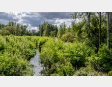 Ein schmaler Fluss fließt durch eine grüne, dicht bewachsene Landschaft mit Bäumen und Sträuchern. Im Hintergrund sind vereinzelt Gebäude und ein bewölkter Himmel sichtbar.