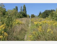 Ein schmaler, von Gras gesäumter Pfad führt durch eine wild bewachsene Wiese mit gelb blühenden Pflanzen und Büschen. Im Hintergrund stehen hohe Bäume vor einem klaren, blauen Himmel.