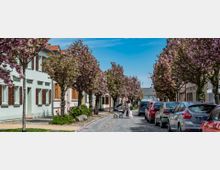 Straße in einer Wohngegend mit blühenden Kirschbäumen entlang der Gehwege, flankiert von pastellfarbenen Häusern mit Holzläden und geparkten Autos; eine Person mit Kinderwagen ist auf dem Kopfsteinpflaster unterwegs.