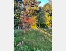 Großer Garten mit gemähtem Rasen und dichtem Baumbestand, darunter eine hohe Kiefer und ein kleiner rotlaubiger Zierbaum. Im Hintergrund sind Sträucher, ein einfacher Metallrahmen sowie rechts ein Holzstapel neben einer kleinen Überdachung zu sehen.
