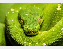 Nahaufnahme eines grüngefärbten Baumpythons, dessen schuppige Haut deutliche Texturen zeigt. Die Schlange hat gelbliche Augen und ist in einer spiralförmigen Position zusammengerollt.