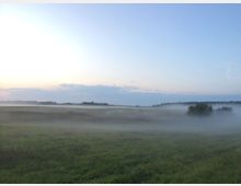 Weite Landschaft mit Wiese und vereinzelten Büschen, die von dichtem Bodennebel überzogen ist, im Hintergrund ein bewaldeter Horizont unter einem klaren Himmel bei Morgendämmerung.