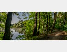 Waldweg am Ufer eines Sees mit Seerosen, umgeben von dichtem Laubwald. Im Hintergrund sind größere Bäume und klare Himmelspartien sichtbar.