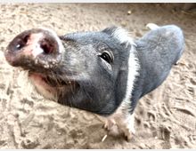 Ein Nahaufnahme eines schwarz-weißen Hausschweins auf sandigem Boden. Das Schwein schaut neugierig in die Kamera, wobei seine Schnauze im Vordergrund sichtbar ist.