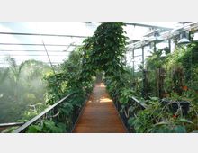 Ein tropisches Gewächshaus mit einem Holzsteg, der von üppiger, grüner Vegetation umgeben ist. Die Glaskonstruktion im Hintergrund lässt Tageslicht herein, während Lianen und exotische Pflanzen entlang des Weges wachsen.