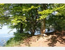 Uferbereich eines Sees mit dichter Vegetation, darunter große Bäume mit ausladenden Ästen, die Schatten auf den Boden werfen. Im Hintergrund sind Wasser und Schilf erkennbar.