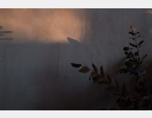 Eine schlichte Wand mit einer warmen Lichtreflexion im oberen Bereich, daneben dunkle, dekorative Pflanzenzweige im Vordergrund.