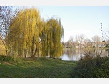 Eine Landschaft mit einem Teich, umgeben von Bäumen, darunter eine große Weide mit herabhängenden Ästen. Im Hintergrund sind kahle Bäume sowie vereinzelte Gebäude am Ufer zu sehen.
