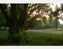 Eine grüne Parklandschaft mit dichtem Gras, hohem Baum mit verzweigten Ästen im Vordergrund und weiteren Bäumen im Hintergrund. Im Sonnenuntergang schimmern Sträucher und ein Schilfbereich in sanftem Licht.