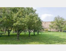 Obstwiese mit mehreren Apfelbäumen auf einer grünen Rasenfläche, im Hintergrund eine hohe, beige gemauerte Steinmauer und vereinzelte Büsche. Der Himmel ist leicht bewölkt.
