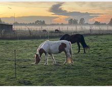 Eine grüne Weide mit zwei grasenden Pferden, eines braun-weiß gescheckt und das andere dunkelbraun, im Vordergrund. Im Hintergrund sind Zäune, ein Holzbarn, weitere Pferde und leichter Nebel vor einem orange-blauen Abendhimmel sichtbar.