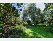 Eine grüne Parklandschaft mit dichtem Gras, vereinzelten Sträuchern und einem großen Trauerweidenbaum im Hintergrund. Im Vordergrund hängen dunkle Beeren an Zweigen, die teilweise die Sicht auf den sonnigen Park verdecken.