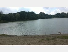 Ein See mit bewaldetem Ufer im Hintergrund und sandigem Uferbereich im Vordergrund. Auf dem Sand sind mehrere Vögel erkennbar, und das Wasser ist ruhig mit leichter Spiegelung des Himmels.