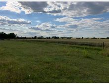 Weite Wiesenlandschaft mit einer begrasten Fläche im Vordergrund und einem abgetrennten Feldbereich dahinter, umgeben von vereinzelten Bäumen und einem weiten Himmel mit Wolken. Im Hintergrund erstreckt sich eine flache, ländliche Landschaft.