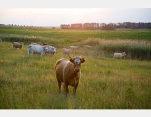 Kühe grasen auf einer weitläufigen, grünen Wiese bei Sonnenuntergang, umgeben von hohem Gras und einigen Büschen; im Hintergrund sind Bäume und eine offene Landschaft zu sehen.