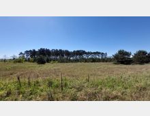 Weite Graslandschaft mit vereinzelten kleinen Büschen und Bäumen, im Hintergrund eine gerade Baumreihe mit hohen Nadelbäumen unter klarem, blauem Himmel.