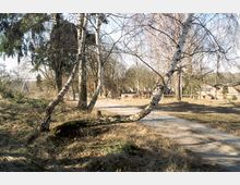 Eine ländliche Szene mit einer leicht gewundenen Birke im Vordergrund und mehreren anderen Laubbäumen im Hintergrund. Der Bereich zeigt einen unbefestigten Weg, leicht bewachsenes Gras und vereinzelt Holzhäuser am Rand eines Waldstücks.