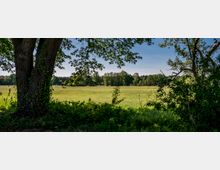 Weite Wiese mit hohem Gras, umgeben von einer Baumreihe im Hintergrund, eingerahmt von großen, belaubten Bäumen im Vordergrund. Der Himmel ist klar und blau, die Szene wirkt ländlich und ruhig.