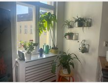 Ein heller Raum mit einem großen Fenster, durch das Tageslicht einfällt. Auf der Fensterbank stehen mehrere Zimmerpflanzen in Töpfen sowie kleine Dekorationsobjekte. An der weißen Wand rechts hängen Metallregale mit weiteren Pflanzen und Kerzen.