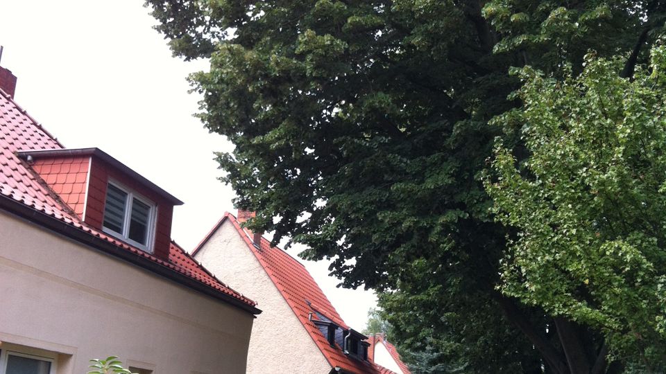 Wohnstraße mit Einfamilienhäusern mit hellen Fassaden und roten Ziegeldächern, teils mit Gauben und Blumenkästen an den Fenstern. Entlang des Gehwegs stehen hohe, dicht belaubte Bäume und ein niedriger Holzzaun mit Vorgartenbegrünung.