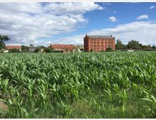 Maisfeld im Vordergrund mit einem hohen, roten Backsteingebäude im Hintergrund. Im weiteren Umfeld sind weitere Häuser mit roten Ziegeldächern sowie Bäume zu sehen, unter einem leicht bewölkten, blauen Himmel.