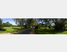 Schmale Landstraße, die von hohen Birken und anderen Laubbäumen gesäumt ist, umgeben von grünen Wiesen unter einem klaren, blauen Himmel.