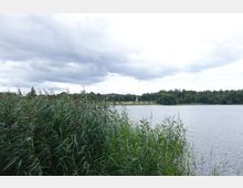 Seeufer mit dichtem Schilf im Vordergrund, ein ruhiger See in der Mitte und eine von Bäumen gesäumte Uferlinie im Hintergrund, darüber ein bewölkter Himmel. Im Hintergrund ist ein Obelisk auf einer Wiese sichtbar.
