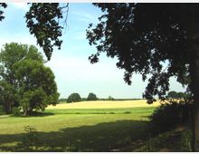 Weite Wiesenlandschaft mit einzelnen Bäumen, darunter ein großer Baum im Vordergrund, dessen Blätter den Himmel teils verdecken. Im Hintergrund sind Felder und eine Baumreihe erkennbar, während im Vordergrund Schatten unter den Bäumen liegt.