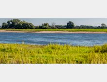 Flusslandschaft mit breitem, blauem Fluss im Vordergrund, umgeben von einer Wiese mit grüner Vegetation. Im Hintergrund sind eine sandige Uferzone und eine Baumreihe zu sehen, die den Blick auf den klaren Himmel abschließen.