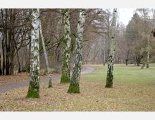 Ein Park mit mehreren weißen Birkenstämmen, einem mit Laub bedeckten Boden und einem geschwungenen, unbefestigten Weg, der durch die grasbewachsene Fläche führt. Im Hintergrund sind kahle Bäume und Sträucher zu sehen.