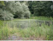 Kleiner, mit Algen bedeckter Teich, umgeben von dichter Vegetation und hohen Bäumen. Im Vordergrund stehen Gräser und Wildpflanzen.