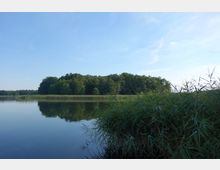 Seeufer mit dichtem Schilf im Vordergrund, einem ruhigen See und bewaldetem Ufer im Hintergrund unter einem klaren, blauen Himmel.