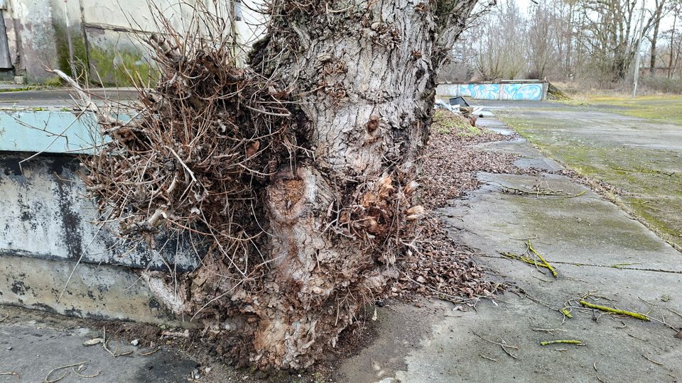 Nahaufnahme eines stark verwachsenen Baumstamms mit knorriger Rinde und abgeschnittenen Ästen neben einer verwitterten Betonmauer. Im Hintergrund liegt eine verlassene, rissige Betonfläche mit Moos und Laub sowie eine niedrige, mit Graffiti bemalte Mauer und kahle Bäume.