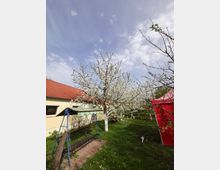 Ein Garten mit blühenden Obstbäumen, einer überdachten Schaukel auf einem gepflasterten Bereich und einem gelb gestrichenen Gebäude mit rotem Ziegeldach im Hintergrund. Rechts steht ein rotes Pavillonzelt, und die Umgebung ist von grünem Rasen bedeckt.