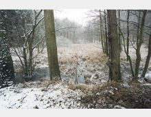 Verschneite Waldlandschaft mit kahlen Bäumen und einem gefrorenen, mit Schilf bewachsenen Wasserlauf im Vordergrund. Im Hintergrund ist dichter Nebel, der die Sicht auf den restlichen Wald verschleiert.