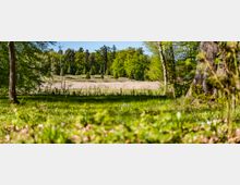 View from a grassy woodland edge looking out across a meadow with tall reeds and a fence line, backed by a gently sloping hill with scattered conifer trees. Mature tree trunks and leafy branches frame the scene under clear daylight.