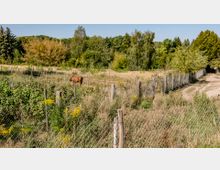 Eine ländliche Szene mit einem eingezäunten Feld, auf dem ein braunes Pferd grast. Im Hintergrund sind üppige grüne Bäume und Sträucher zu sehen, während ein unbefestigter Weg entlang des Zauns verläuft.