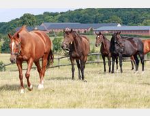 Mehrere Pferde stehen und grasen auf einer eingezäunten Wiese. Im Hintergrund sind große, ziegelrote Stallgebäude und eine bewaldete Hügellandschaft zu sehen.