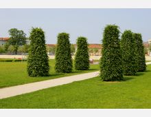 Grüne Parklandschaft mit mehreren schlanken, kegelförmigen Bäumen, umgeben von Rasenflächen und durchzogen von einem geschwungenen Kiesweg. Im Hintergrund sind Gebäude mit roten Dächern und Bäumen sichtbar.