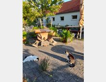 Ein gepflasterter Hof mit einem Holztisch und Sitzbänken, umgeben von Pflanzen in Töpfen. Im Hintergrund ein Gebäude mit weißer Fassade und rotem Ziegeldach, im Vordergrund zwei Katzen—eine liegt auf dem Boden, die andere sitzt aufrecht.