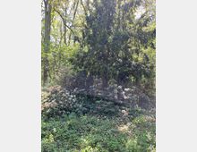 Ein Waldgebiet mit dichtem Grün, im Vordergrund niedrige Pflanzen und blühende Rhododendronsträucher in Rosa und Weiß. Im Hintergrund stehen hohe Bäume und eine große Tanne, durch die Sonnenlicht fällt.