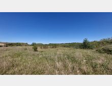 Weite Graslandschaft mit kleineren Büschen und Hügeln im Hintergrund unter klarem, blauem Himmel. Die Umgebung wirkt offen und naturbelassen.