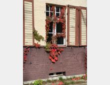 Fassade eines Gebäudes mit rauem, hellbeigem Putz und einem unteren Teil aus rotbraunen Ziegeln. Ein weiß gerahmtes Fenster mit heruntergelassenen braunen Holzläden ist von roten und grünen Ranken bewachsen.