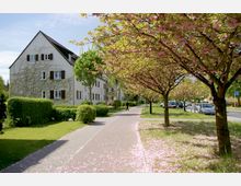 Wohnstraße mit blühenden Kirschbäumen entlang eines Geh- und Radwegs. Auf der linken Seite stehen weiße Wohngebäude mit braunen Fensterläden, umgeben von gepflegten Hecken und Rasenflächen.