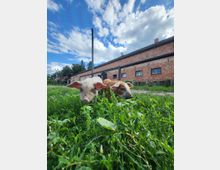 Zwei junge Schweine stehen im hohen Gras einer Wiese vor einem roten Backsteingebäude mit kleinen Fenstern und einem Schrägdach. Im Hintergrund sind einige Bäume und ein bewölkter, blauer Himmel zu sehen.