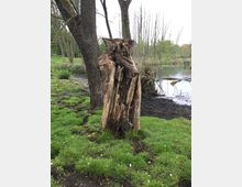 Abgestorbener, hohler Baumstumpf auf einer Grünfläche am Ufer eines kleinen Teiches, umgeben von weiteren Bäumen und grasbewachsenem Boden. Im Hintergrund sind kahle Äste und Wasserflächen zu sehen.