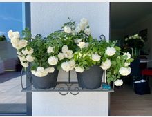 Zwei schwarze Pflanztöpfe mit üppigen weißen Rosen stehen auf einem Wandregal aus Metall vor einer weißen Hauswand. Im Hintergrund sind eine Glasfenstertür, eine Terrasse und ein Teil eines Innenraums mit Möbeln sichtbar.