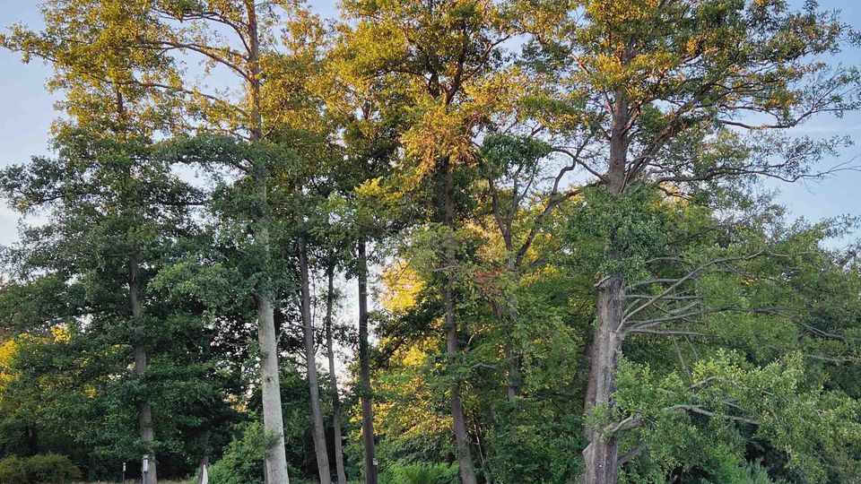 Holzsteg an einem ruhigen See, umgeben von dichten Bäumen und Grünflächen. Im Hintergrund befinden sich Parkbänke, ein Kanu und kleine Boote, während das Wasser Lilienblätter reflektiert.